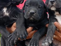 CANE CORSO SAFKAN IRK GARANTİLİ