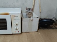 3 Aylık British Shorthair Yavrularımız Yuvasını Arıyor