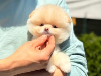 Pomeranian Boo Yavrularımız