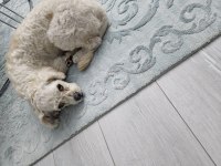 2 yaşında ücretsiz sahiplendirme maltipoo