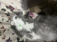 British longhair cins kedimiz 10 aylık