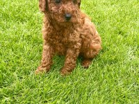 RED BROWN A KALİTE ORJİNAL TOY POODLE YAVRULAR