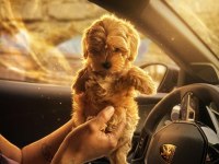 Sıfır numara KORE maltipoo
