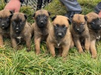 Belçika malinois yavrularımız sağlık ve ırk garantili
