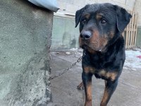1 dişi ve 1 erkek rottweiler