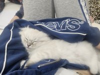 Orjinal blue point-british shorthair yavrular
