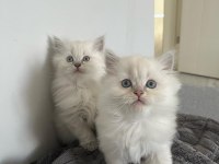 DÜNYALAR TATLISI 3 ADET YAVRU BRİTİSH TESLİME HAZIR