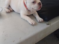 3 AYLIK FRENCH BULLDOG KÖPEĞİMİZ