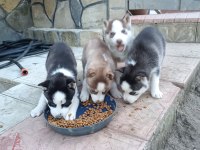 2 AYLIK HUSKY YAVRULARI