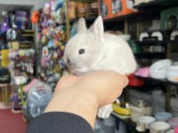 Cüce yeni renkler yavrular hazır              
