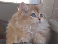 British Longhair Golden ny12