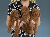 WC EGİTİMLİ TOY POODLE YAVRULARIMIZ FENOMEN PETS ANKARA