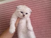 Erkek scottish fold yavrumuz