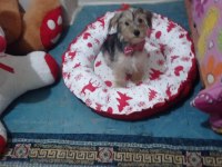 3 aylık morkie