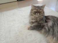 Oyuncu İran Kedisi