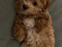 Maltipoo Bebekler