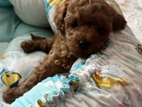 Temas bağımlısı dişi poodle bebek