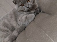 Yavru british shorthair