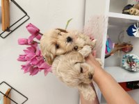 45 günlük maltipoo yavrularımız
