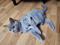 British shorthair lilac renk