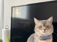 Uysal kedi