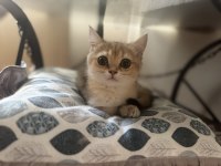 Üç Aylık Dişi Kedimiz