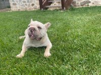 Yetişkin kaliteli french bulldog eğitimli