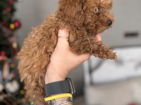 Tuvalet eğitimli red toy Poodle yavrular antalya