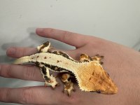 SAĞLIKLI VE KALİTELİ CRESTED GECKOLAR