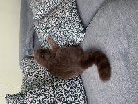 sevimli scottish fold