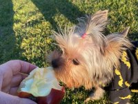Eğitimli asla büyümeyecek en küçük köpeğimiz