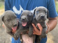 Cane corso blue yavrular