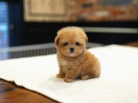 Sağlık garantili safkan Maltipoo Yavrularımız