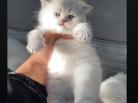 SAFKAN AYI SURAT YAVRULARIMIZ MAVİ GÖZ BRİTİSH