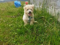 Sahibinden uyguna acil maltipoo