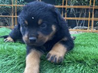 Son dişi yavru rottweiler