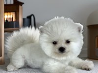 KAR BEYAZ AYI SURAT POMERANİAN BOO ERKEK YAVRU
