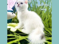 3 aylık BY33 british shorthair dişi