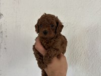 TOY POODLE KORE BEBEKLER İLE SİZLER TANIŞTINIZ MI