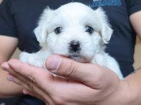 Safkan 0 Numara Mini Boy Maltese Terrier Yavrular