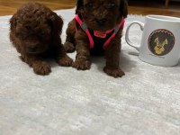 Kore kan toy poodle