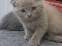 2 aylık ve 1.5 yaşında kedimi sahiplendirmek istiyorum