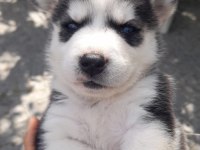 1 Aylık Safkan Yavru Huskyler