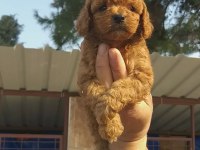 Süper toy poodle bebişler