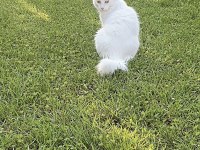 2 yaşında kısır Erkek Ankara kedisi