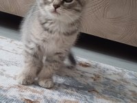 Minnoş kedimiz yeni ailesini arıyor