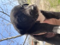DİŞİ TATLI YAVRU KÖPEĞİMİZ