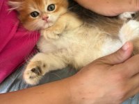 British Longhair Miniklerim