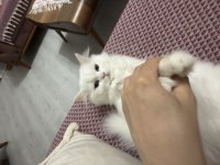 4 aylık kedimize yeni yuvasını arıyoruz
