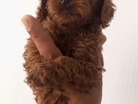 Birbirinden Güzel Poodle Yavruları
